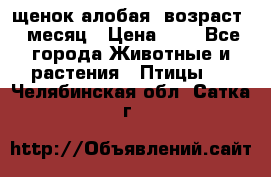 щенок алобая .возраст 1 месяц › Цена ­ 7 - Все города Животные и растения » Птицы   . Челябинская обл.,Сатка г.